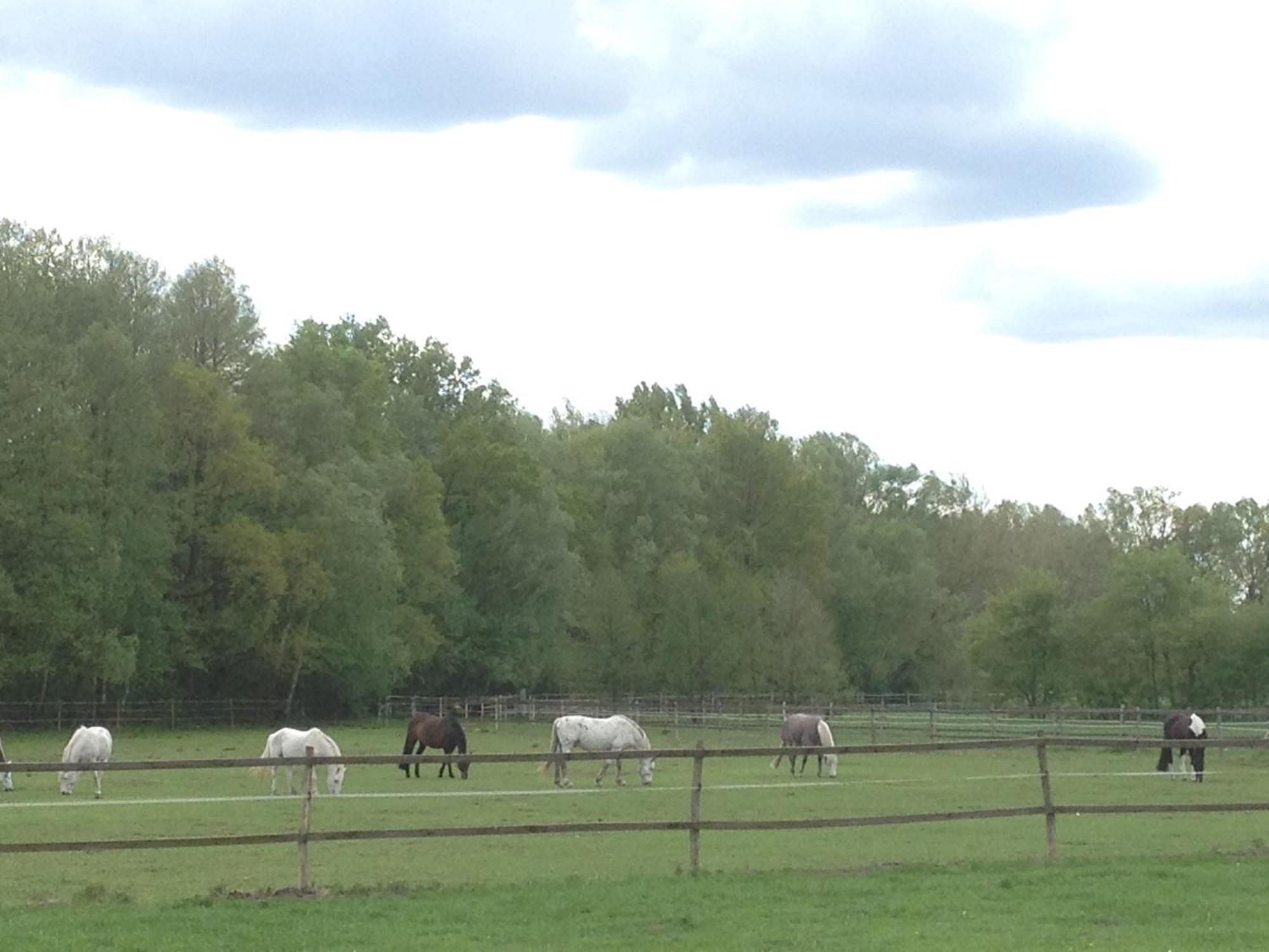 Stilvolle Unterkunft Auf Romantischem Pferdehof Rehagen Extérieur photo